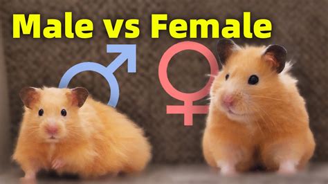 hamster sec|How to Tell if a Hamster is a Male or Female .